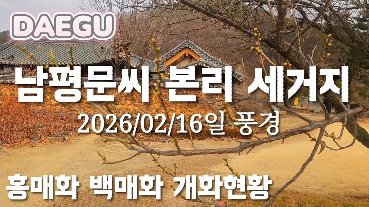 남평문씨 본리 세거지#2026/02/16일 풍경#홍매화 백매화 개화현황#대구 매화명소#South korea 