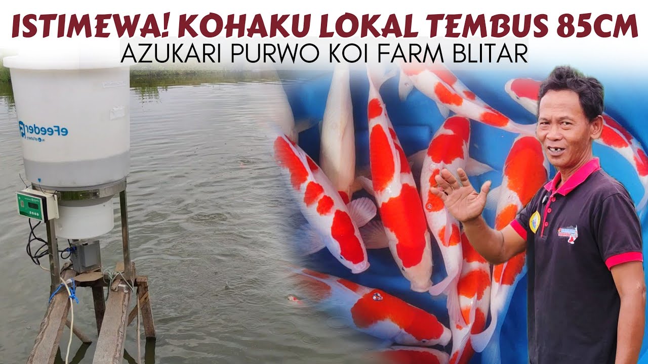 Produk Kohaku Breeder Senior Blitar | Azukari Kohaku Purwo Koi Farm Blitar