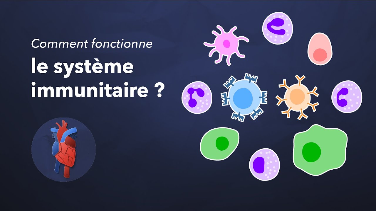 Comment fonctionne le système immunitaire ?