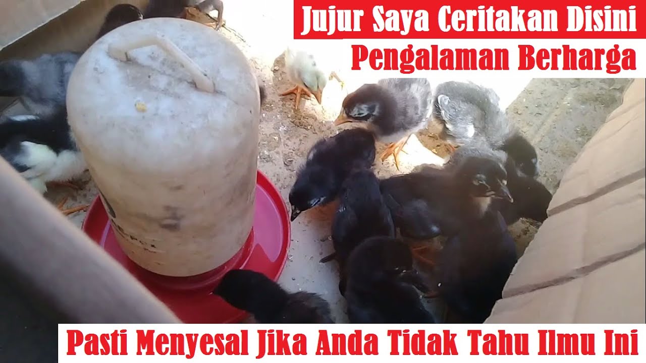 Peternak Ayam Pasti Menyesal Tidak Tahu Ilmu Ini dari Dulu
