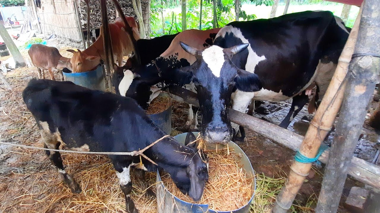 কাচা ঘাস এর হাহাহা কারে খড়কুটায় একমাত্র ভরসা।। Babu Madbar 100 ।। #dailyvlog #farming #agrofarming 