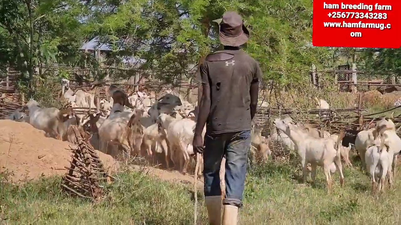 procedures of starting goat farming by hamiisi semanda +256773343283