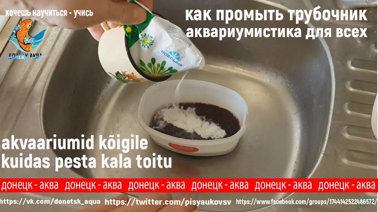 как я промываю трубочник, корм для рыб, akvaarioissa, kuidas toitu maha pesta, Amazing idea
