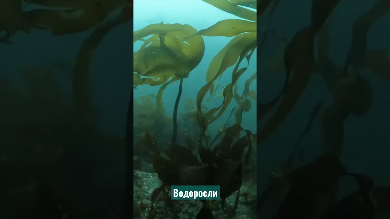 Низшие растения #биология #биологияегэ #природа #водоросли #био #биологияогэ #животные #егэ #огэбио