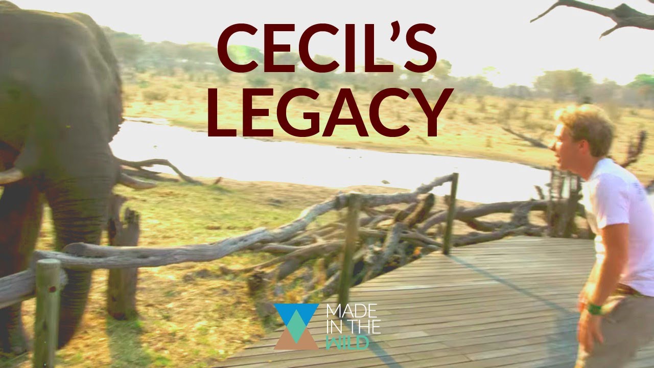 How to live with wild animals in Africa | Cecil's Legacy (Ep. 6)