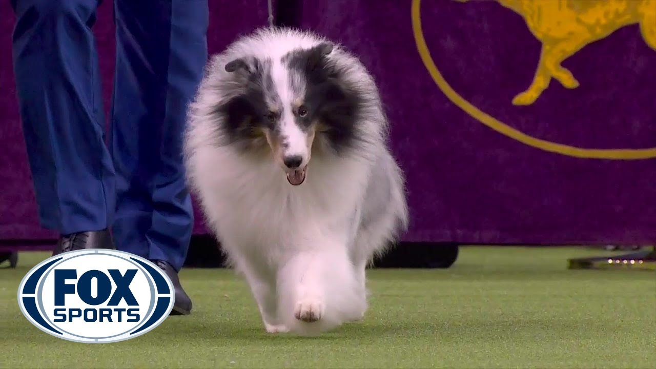 'Conrad' the Shetland sheepdog wins Herding Group at 2020 Westminster Dog Show | FOX SPORTS