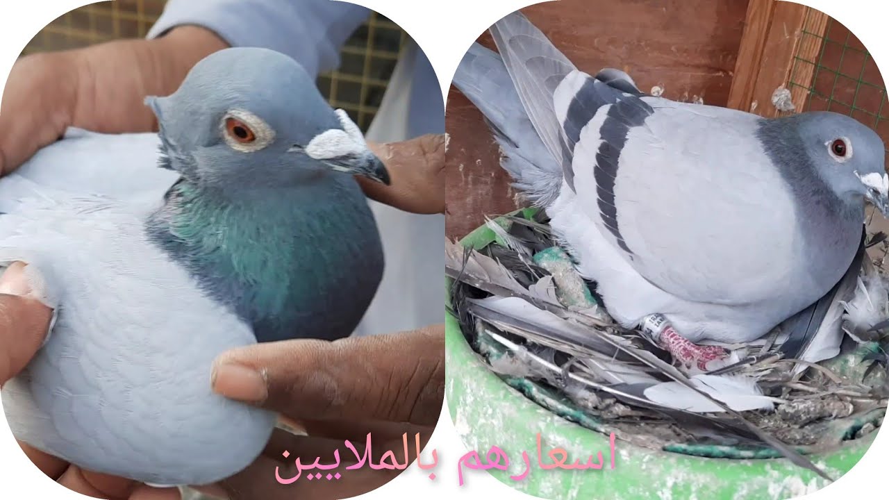 حمام الزاجل.تصل اسعاره بالملايين.شاهدواستمتع