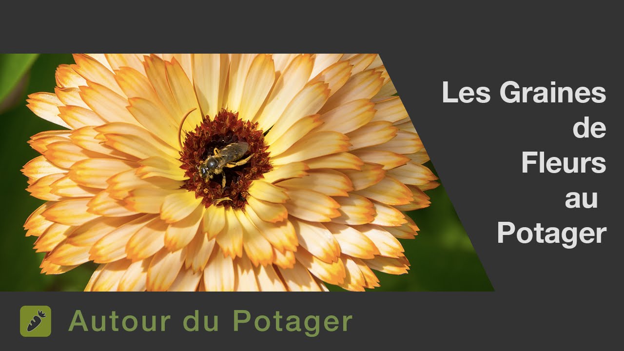 Les graines de fleurs du potager