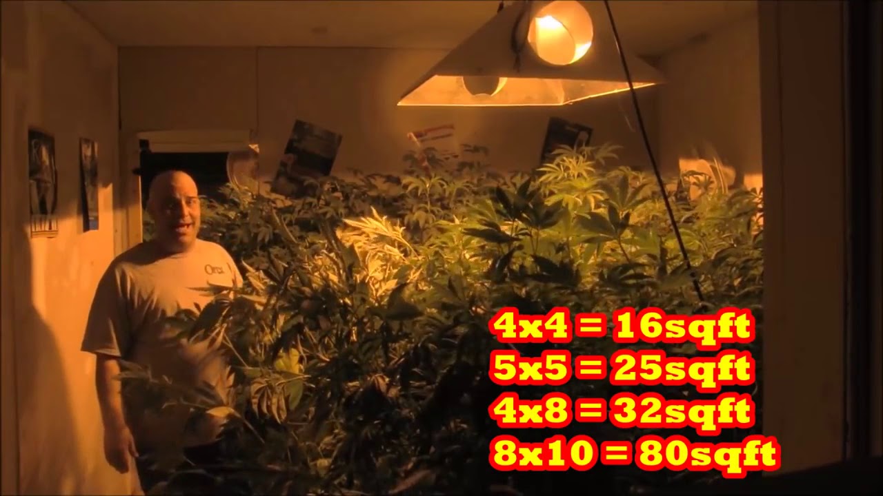 HOW MUCH LIGHT DO CANNABIS PLANTS REALLY NEED - THE #1 PROBLEM IS TOO MUCH LIGHT - THE GROW BOSS