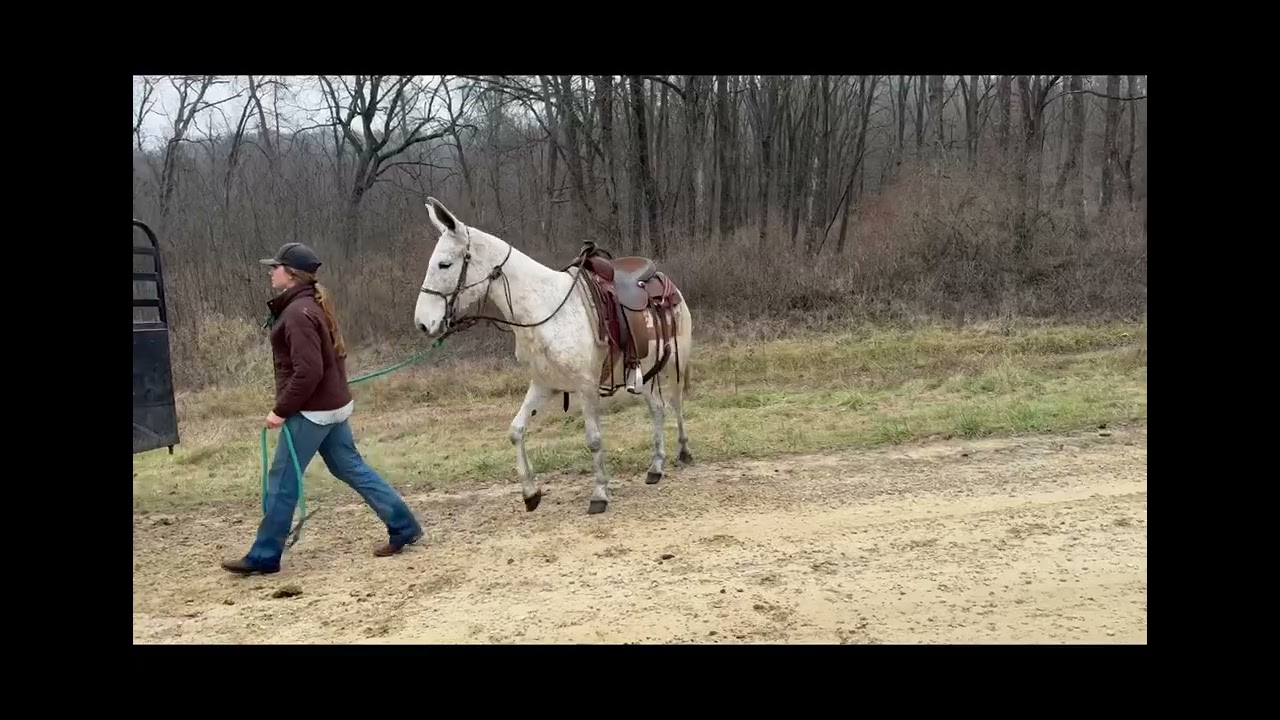 Rafter D Mules Gumby 