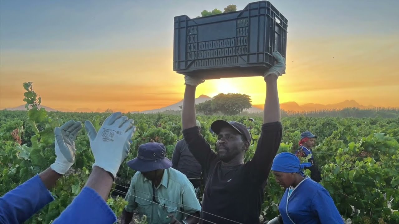 40th Villiera Cap Classique Harvest