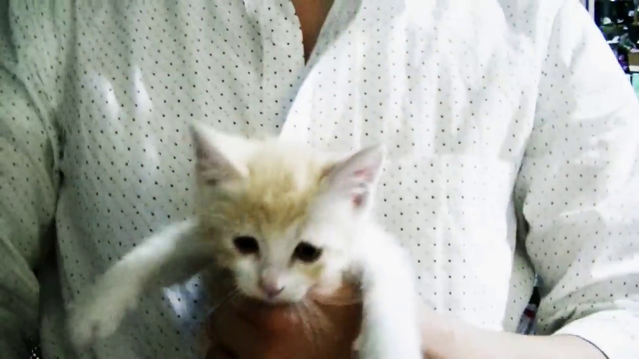 捨て猫たち，初めてのお風呂で泣き叫ぶ①