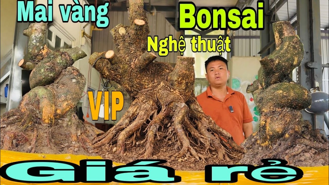 Mai vàng bonsai nghệ thuật VIP giá rẻ ngày 11/3/2026 Xuân 0776000017 