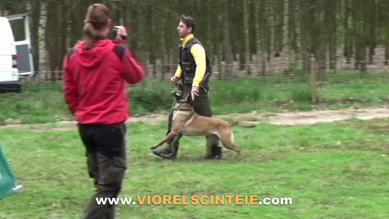 VIOREL SCINTEIE & RONDA in obedience training !!!!
