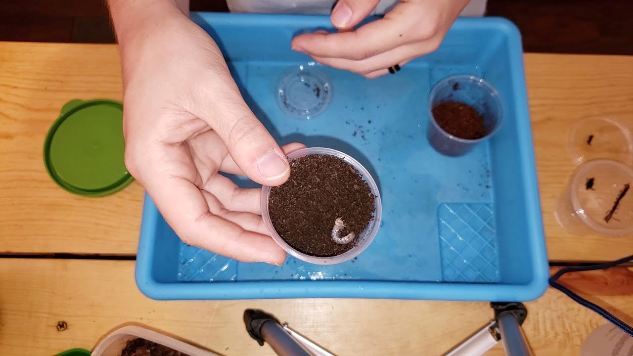 Goliathus goliatus  - Container Setup and Feeding