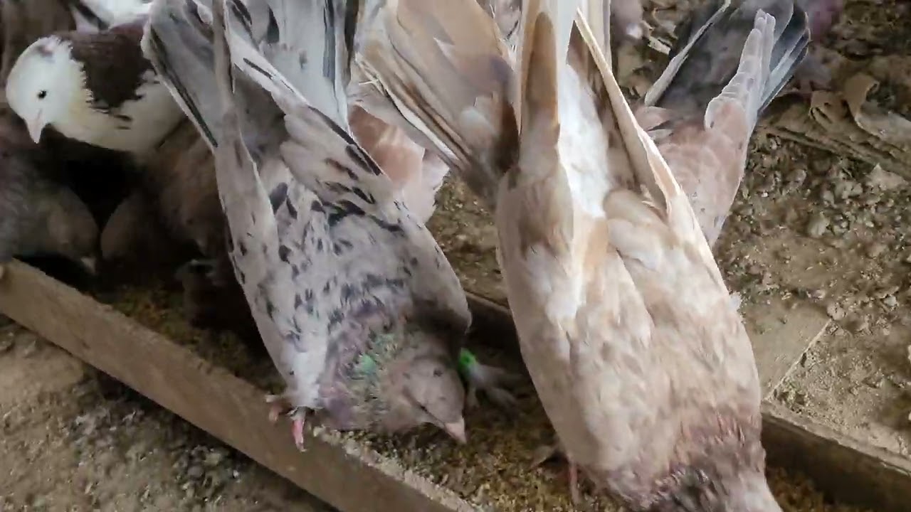 Рыжий мрамор бакинский широкохвостый. 8918 738 94 03