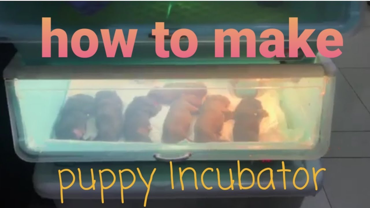 how to make puppy incubator?