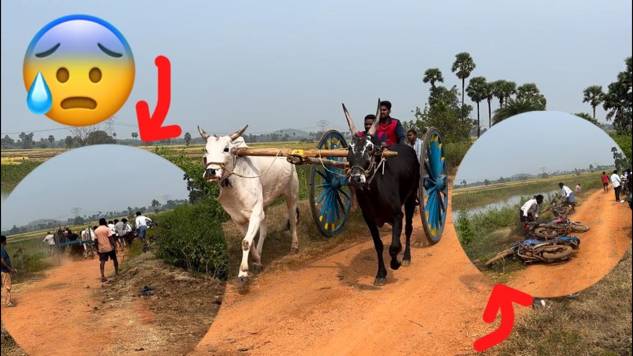 మామిడిపల్లి రాష్ట్ర స్థాయి పందెం 🐂🏆🐂@బీ.కొత్తూరు శంకర్ బుల్స్ @BULLRACEvijayAP