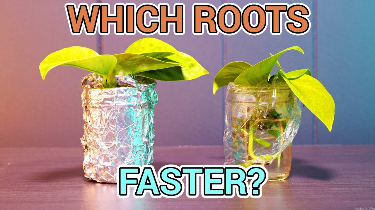 Do ROOTS Grow Better In The DARK? ( Techplant Propagation Experiment )