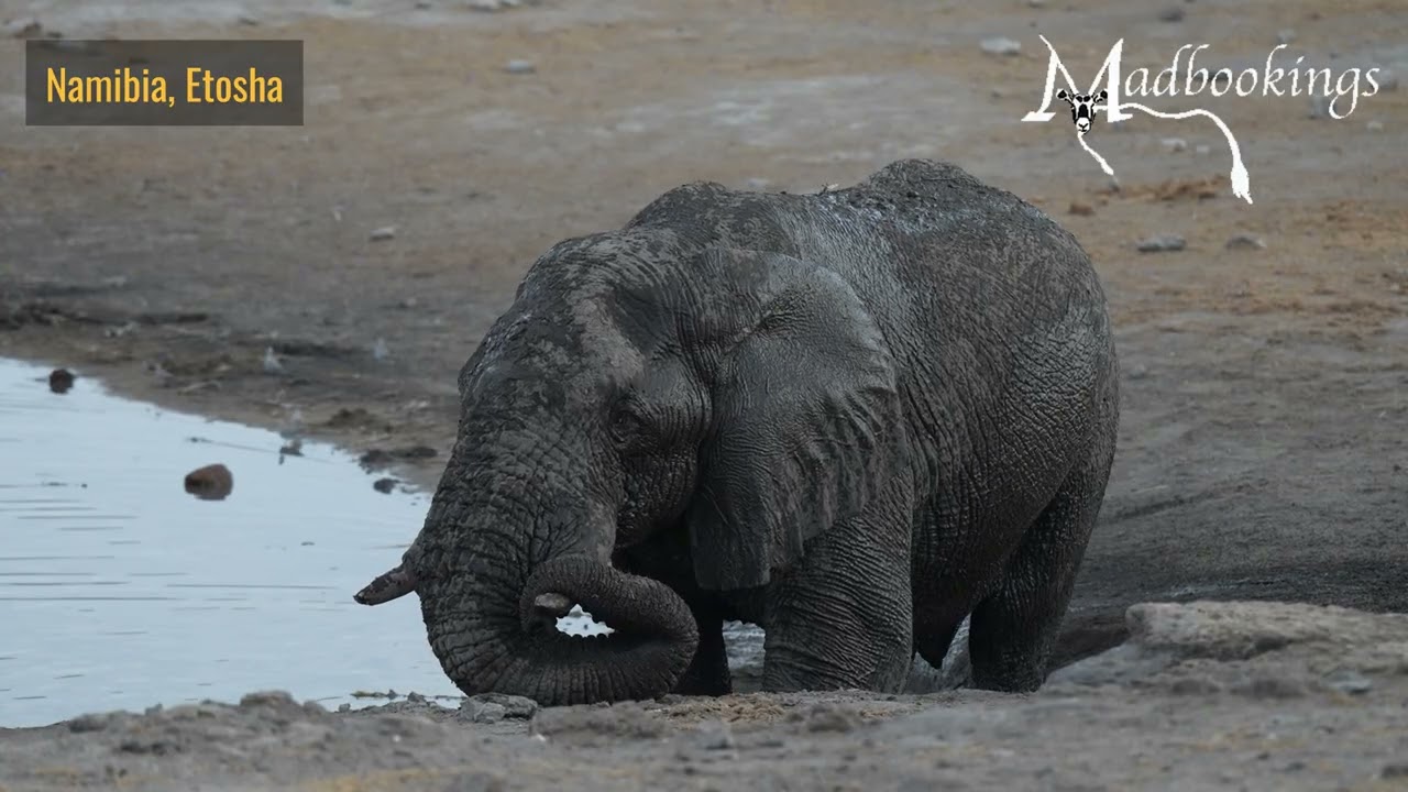 From Waterhole to Plains: Rhinos, Elephants & Etosha Wildlife