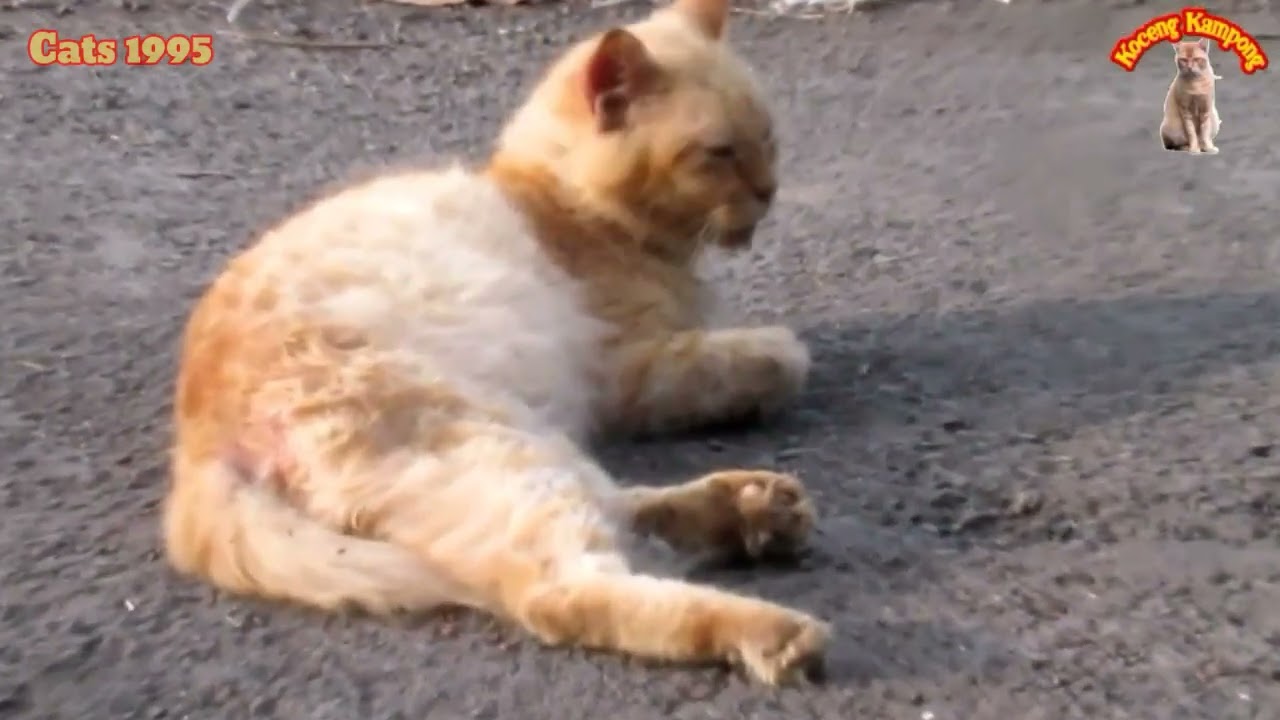 SI OYEN JADI PERMAN KAMPUNG SENGOL DONG #cat #cats #cute #kitten #kucing #imut #kucingkampung 