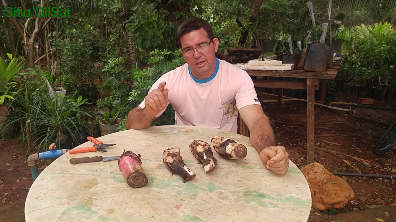 BANANA MUDA DE BANANA APRENDA A FAZER