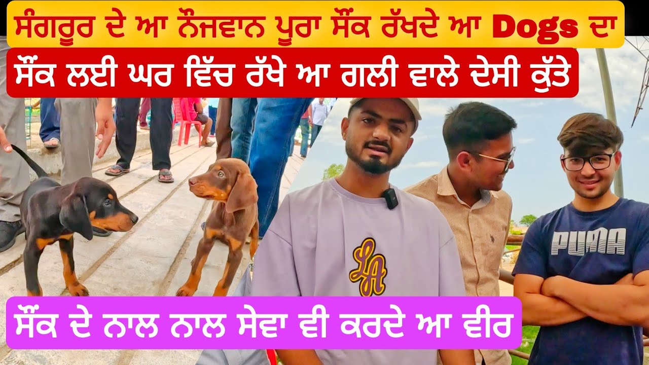 ਸੌਂਕ ਦੇ ਨਾਲ ਨਾਲ ਸੇਵਾ ਵੀ ਕਰਦੇ ਆ ਵੀਰ । Longowal Dog Market #dog #goldenRetriever @iltilanadhuri
