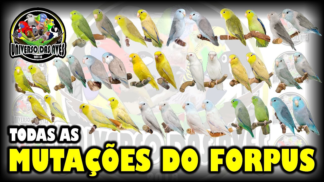 TODAS AS MUTAÇÕES DO FORPUS   DIFERENTES TIPOS.