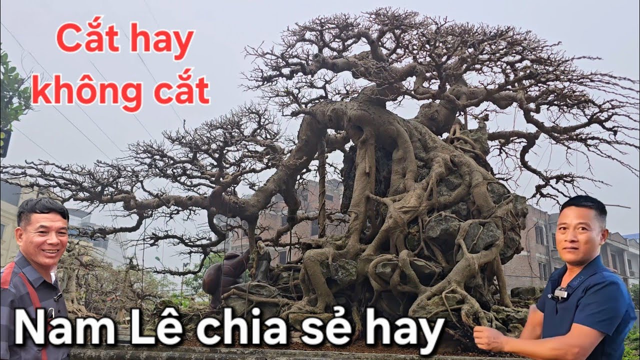 Anh Nam Lê chia sẻ nhát cắt quyết định cho cây tiền tỷ mà đau đầu 