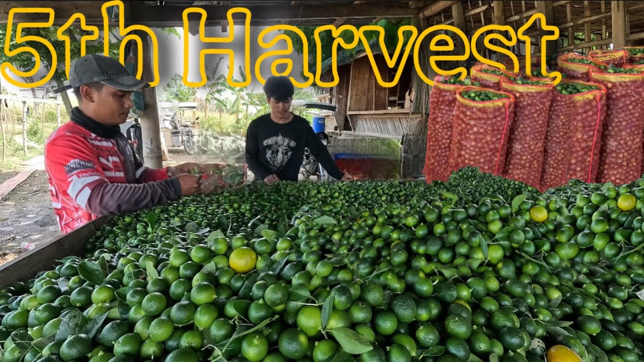 GRABE SA BUNGA ISANG PUNO, ISANG RED BAG MAKAILANG TONELADA KAYA?