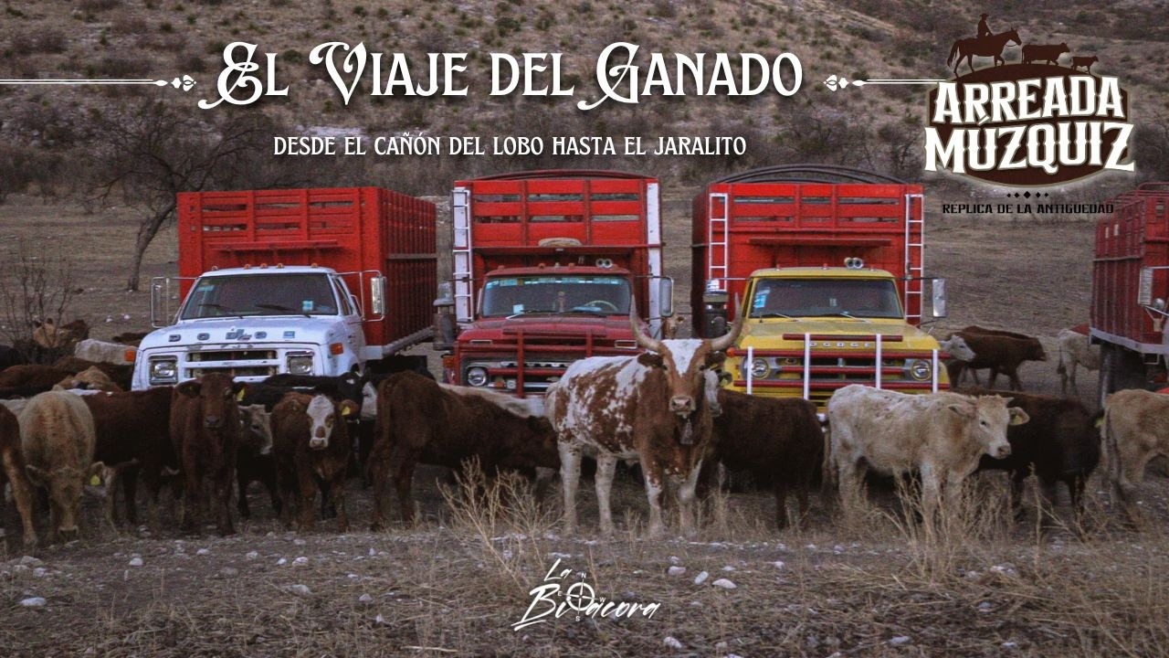 Hombres de Camino: El Transporte del Ganado en Múzquiz | Documental La Bitácora