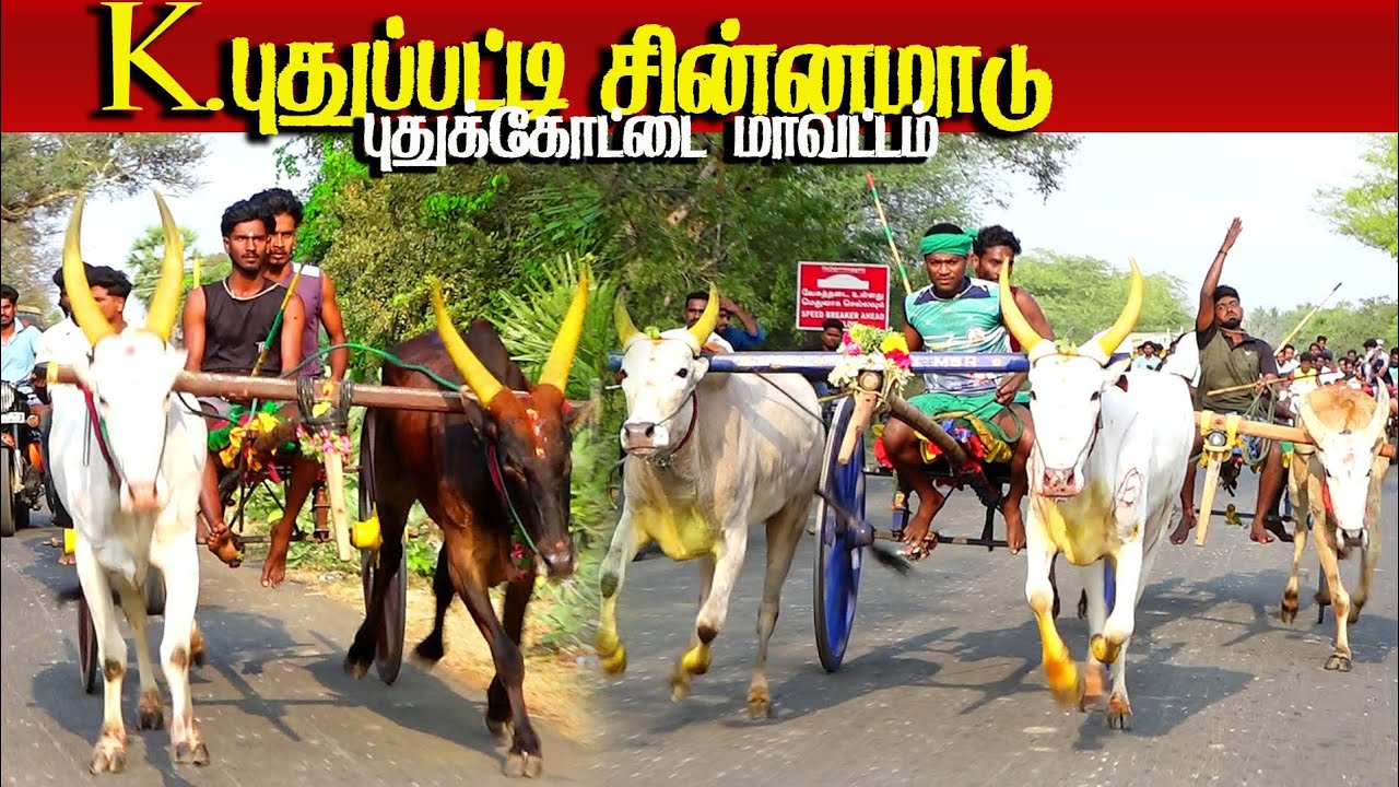 புதுக்கோட்டை மாவட்டம் K புதுப்பட்டி சின்னா மாடு 25/02/2026