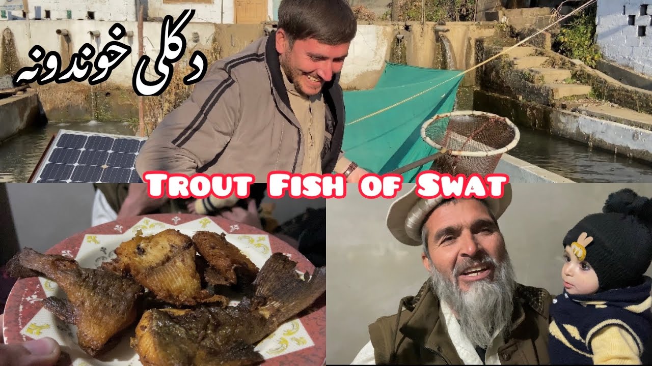 Village Tasty Life | Vlog about Trout Fish of Swat Pakistan