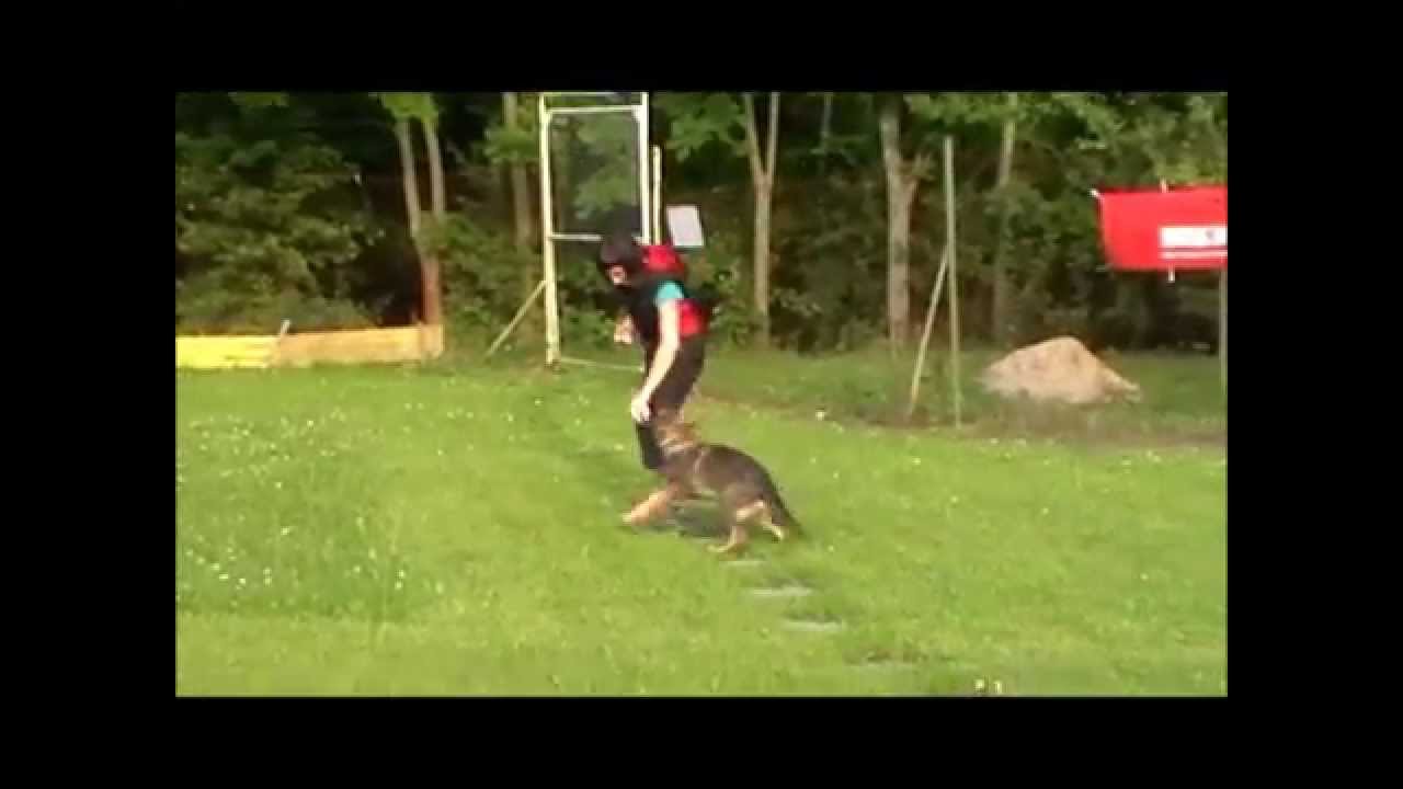 Baxero Greymary obedience 3 months