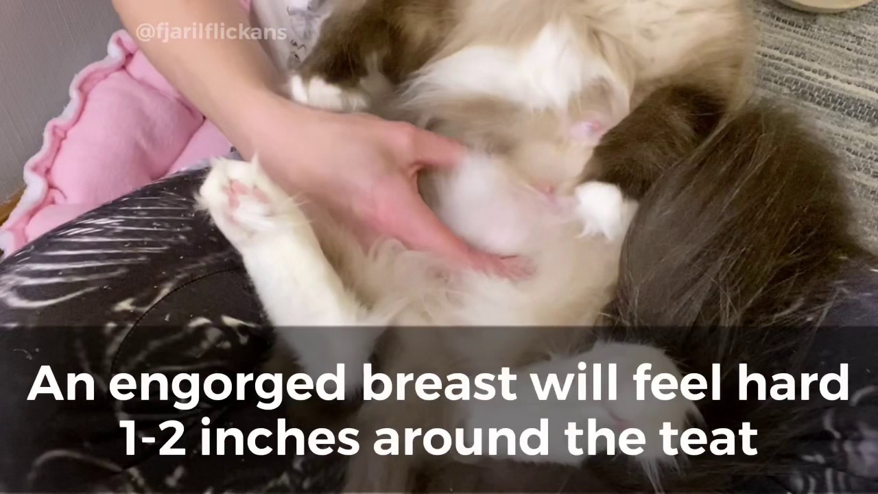 How to help a cat mama with engorged breast or mastitis