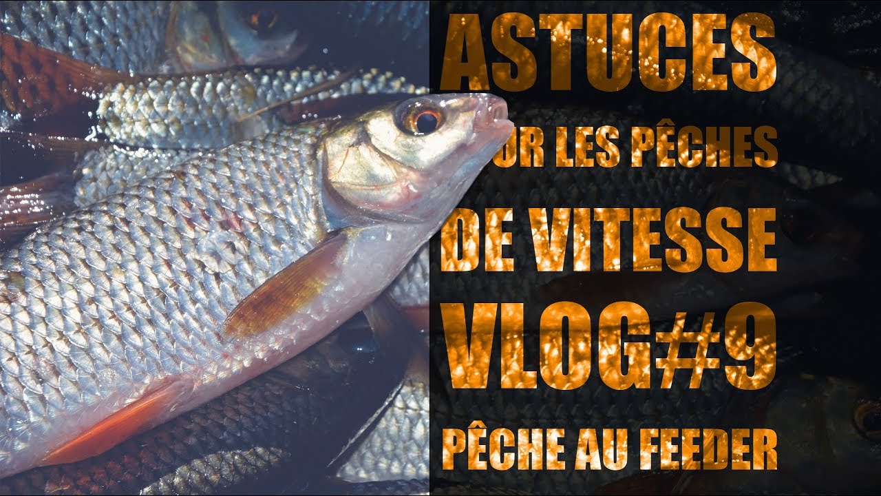 Astuces & conseils pour la p&ecirc;che au feeder de vitesse. Plein de gardons!!!