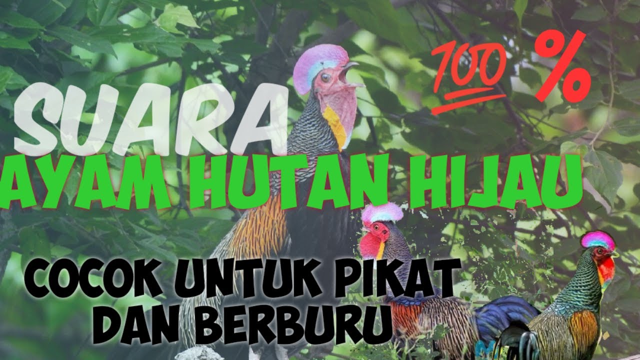 Suara pikat ayam hutan hijau jantan cocok untuk berburu di hutan 💯