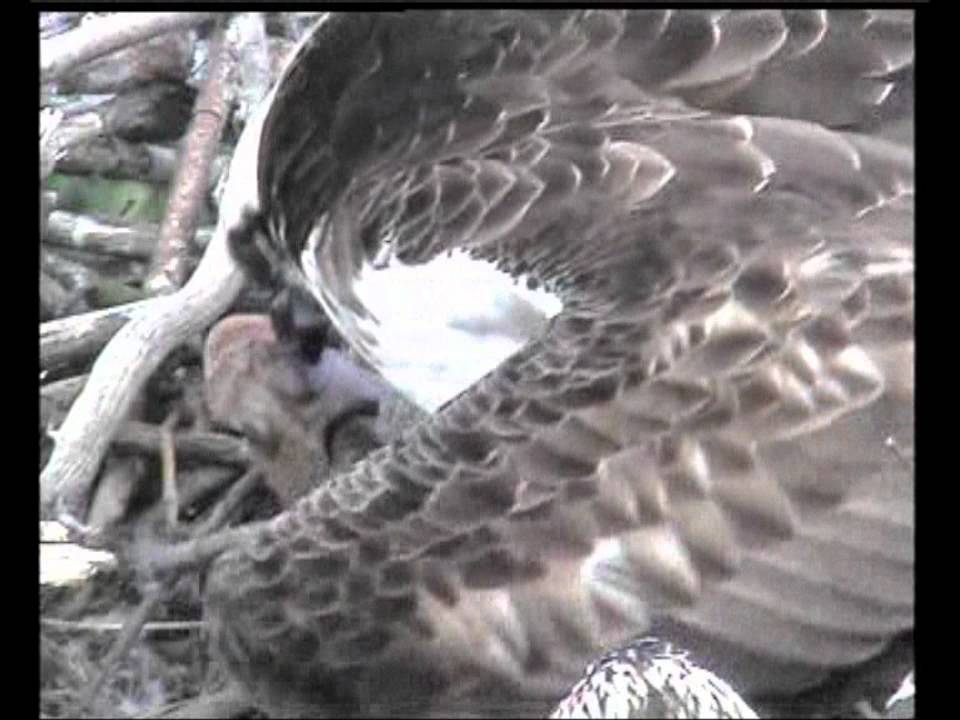 Day 48 - The Greater Weever Fish