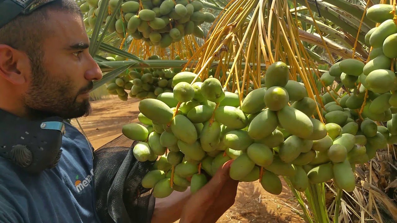 כיסוי אשכול תמרים מג'הול בשק רשת