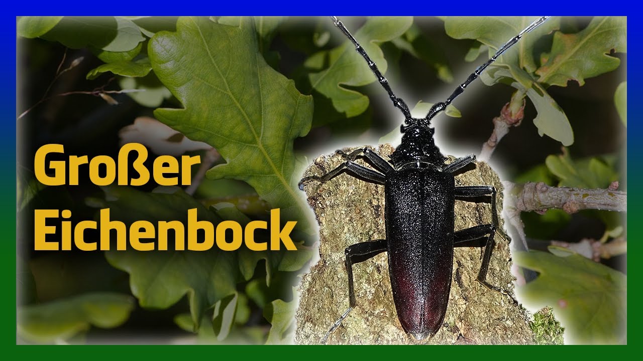 Heldbock beeindruckt im Wald!
