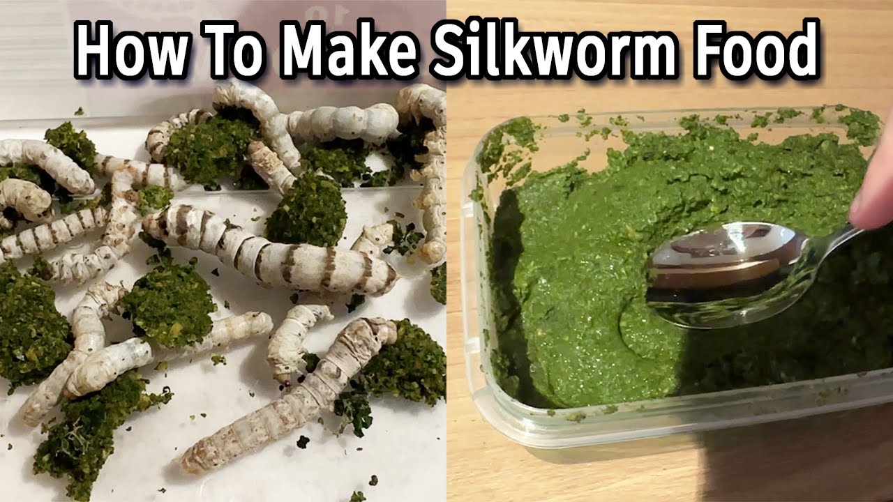 How To Make Silkworm Food: Silkworm Chow Recipe