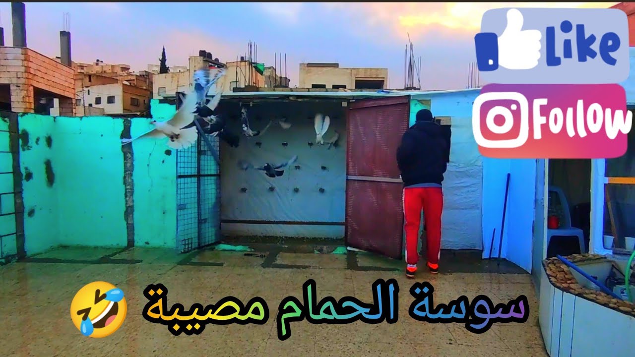 سوسة الحمام بلعظم حتى بشتا بنكش 🤣