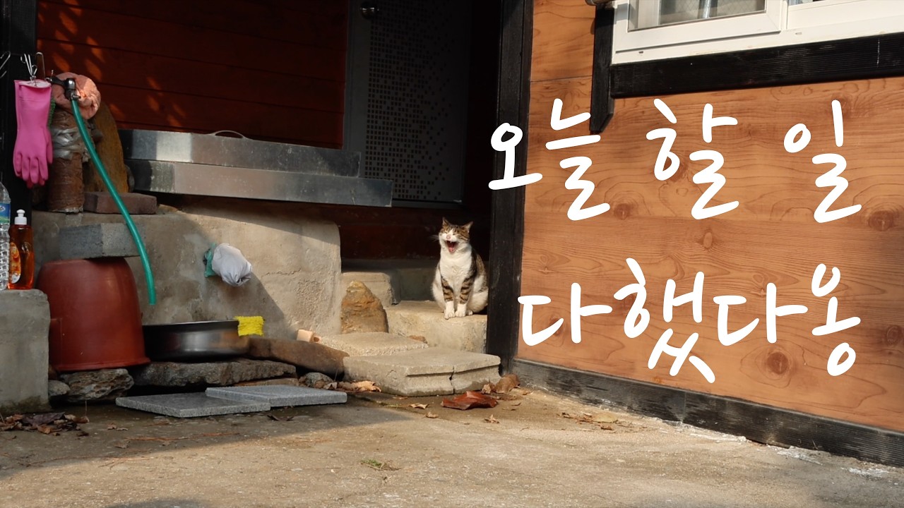 밥값 제대로 한 고양이들ㅣ고양이와 함께 사는 시골의 현실 브이로그ㅣ불 앞에서 기다린 시간이 오늘 하루를 정리해 주었습니다🔥ㅣ장작불 백숙