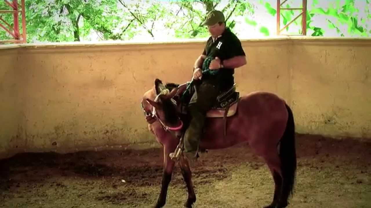 Doma Racional Parte 1- TvAgro por Juan Gonzalo Angel