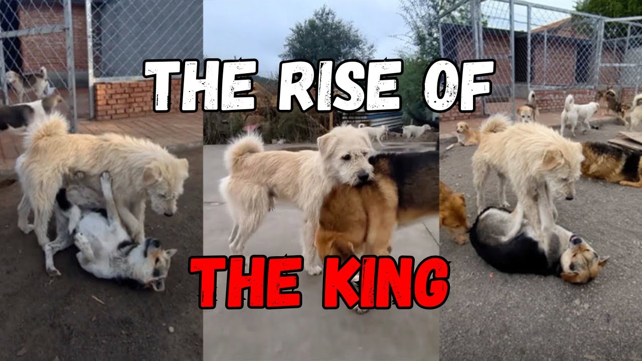 King Charles, the Alpha dog and his kingdom Montage