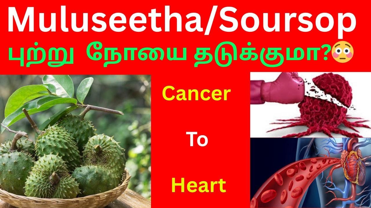 Muluseethapalam Benefits -முள்சீத்தாப்பழம் 10 நன்மைகள்#soursopbenefits#graviola