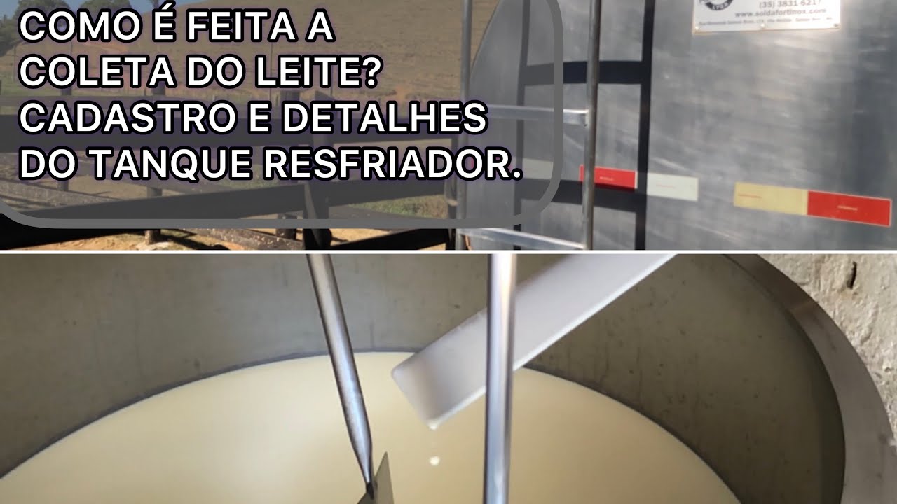 COMO É FEITA A COLETA DO LEITE NA MINHA PROPRIEDADE // CADASTRO E DETALHES DO TANQUE RESFRIADOR.