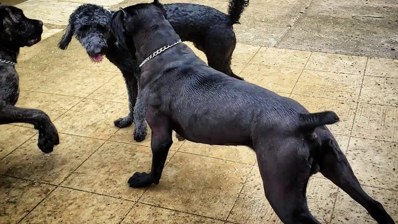 More dog Park Shenanigans with Belladonna