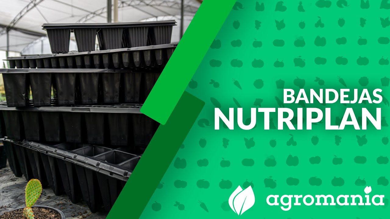 Cultivo de mudas com a utilização de bandejas Nutriplan