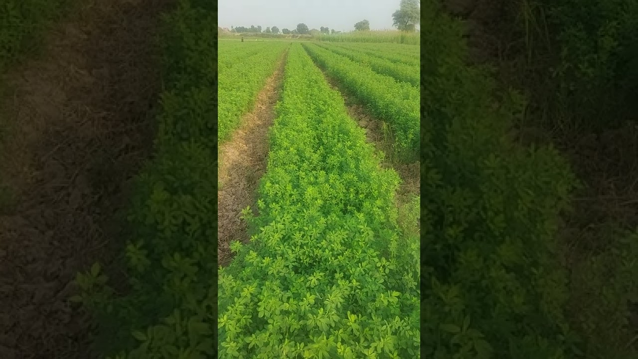 Alfalfa Lucerne Cultivation
